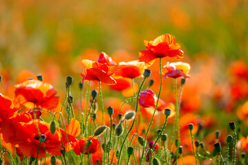 Blooming red poppies in a summer meadow