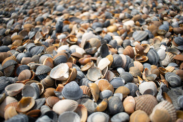 Seashells and clams on coastal sands