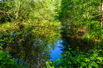 Fototapeta na wymiar Pond in a forest with trees reflecting in the water 