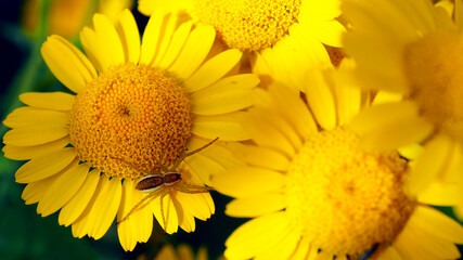 Landscape of meadow daisies and a delicate spider on the petals. Insects in the summer flowering season of flowers.