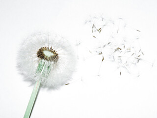 Delicate white dandelion. Transparent flower. Very beautiful
