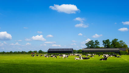 Meadow with cows near Tubbergen, Netherlands
