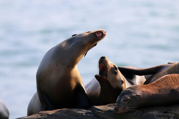 Fototapeta premium California sea lions in La Jolla, CA