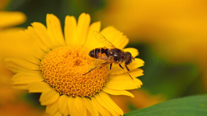 Bee of honey collecting in summer. Bees collect pollen from flower.	
