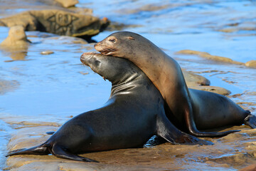 Naklejka premium California sea lions in La Jolla, CA