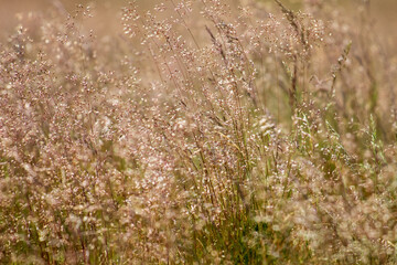 grass in a field