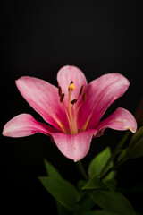 Fototapeta na wymiar pink lily on black background