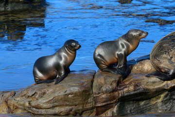 Fototapeta premium California sea lions in La Jolla, CA