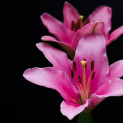 pink lily on black background