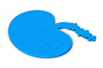 Puzzle pieces in shape of Kidney. Kidney shaped jigsaw 3d illustration isolated on white background.
