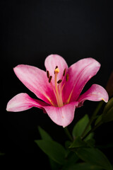 Fototapeta na wymiar pink lily on black background