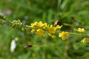 Common agrimony (Agrimonia eupatoria).Medicinal plant:Agrimonia eupatoria. Common agrimony