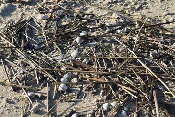 Muscheln am Strand von Duhnen