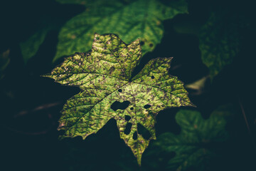 The beauty of nature and grass