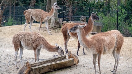 Lama, zoo de Vincennes, Paris 