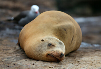 California sea lions in La Jolla, CA