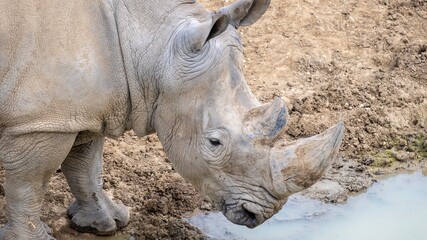 Fototapeta premium Rhinocéros, zoo de Vincennes, Paris 