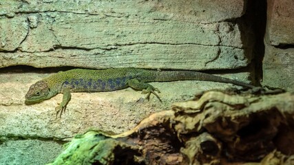 Lézard, zoo de Vincennes, Paris 