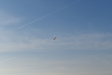 Obraz premium Möwe im Flug