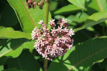 Summer Blooms, U of A Botanic Gardens, Devon, Alberta