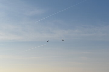 Möwen im Flug