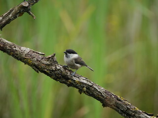 Fototapeta premium willow tit (Poecile montanus)