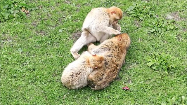 barbary macaque taking care of each other 
