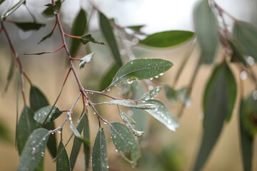 Australian gum tree leaves and gumnuts close up covered in water droplets after winter rain © Caseyjadew