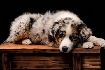 Sad Australian Shepherd blue merle dog lying down