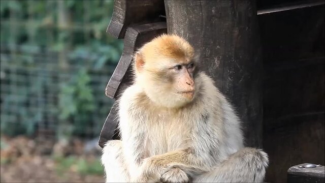 Barbary Macaque looking, zoom in
