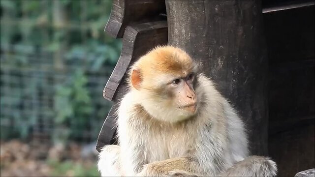 Barbary Macaque looking, zoom in
