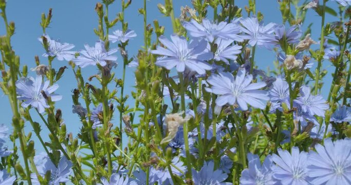 Wildflower Meadow With Blue Sky. Blue Flowers Chicory Close up. Wild Chicory Flowers on Sunny Day Against Sky, Bottom View. Beautiful Floral Landscape.