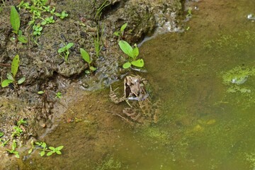 Grasfrosch (Rana temporaria) in einer Fahrspur auf einem Waldweg