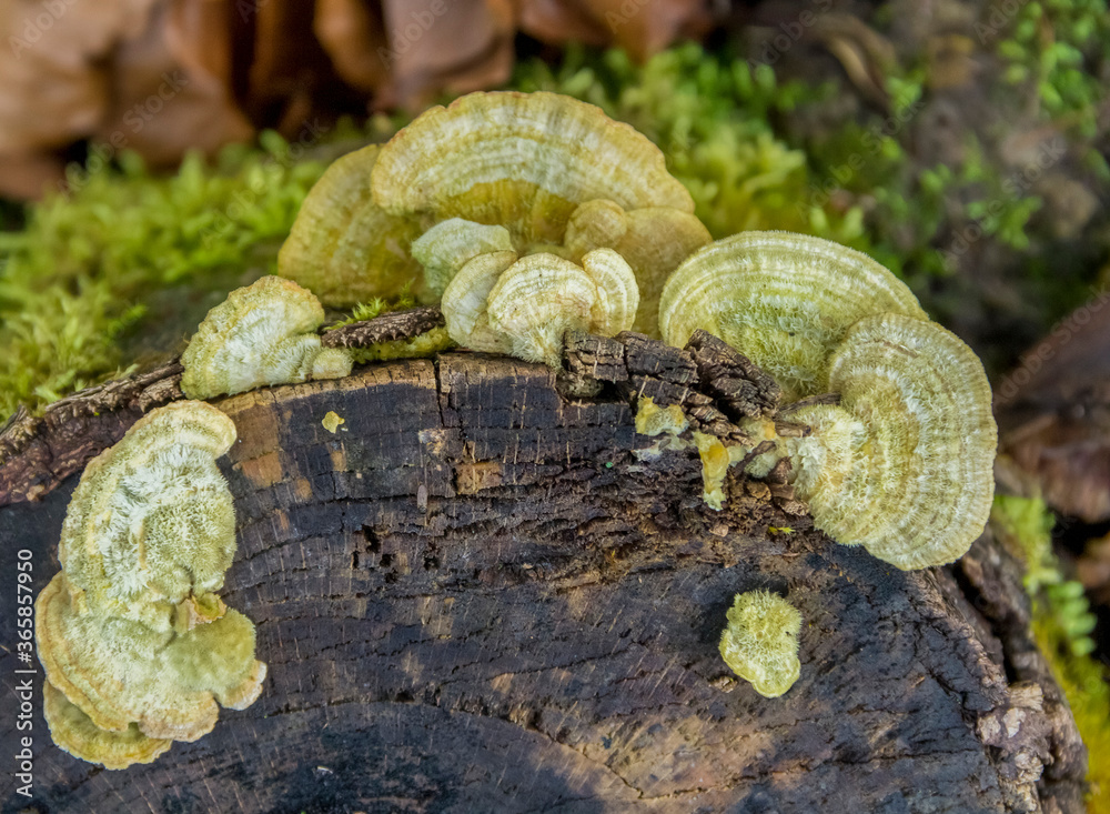 Poster natural bracket fungus closeup