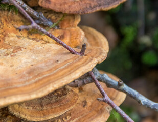 natural bracket fungus closeup