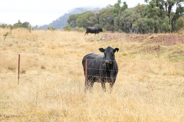 Cow standing in field full of dry grass on cold winter morning