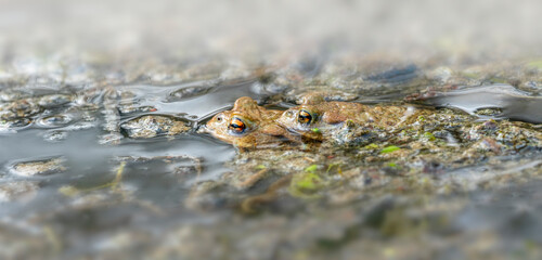 common toads