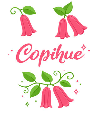 Copihue flower illustration set