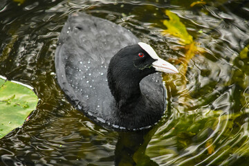 Eurasian coot, having a weed in its beak, curiously looking into the camera. It was swimming and looking for food in the pond in Hoofddorp, Netherlands.