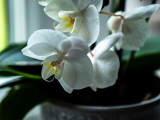 CLOSE UP ORCHID ON THE WINDOW SILL