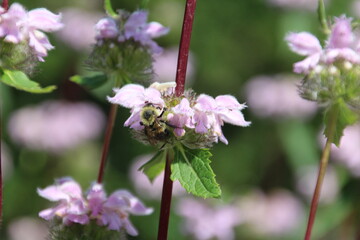 Busy Bee, U of A Botanic Gardens, Devon, Alberta