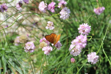 Beauty In The Garden, U of A Botanic Gardens, Devon, Alberta