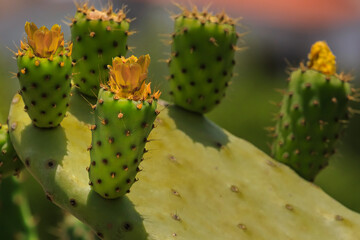 Kaktus mit gelber Blüte, Feigenkaktus Opunita ficus indica, Detailansicht