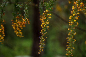 Close up image of Australian wattle tree covered in water droplets after rain