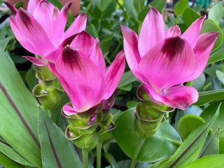Top view closeup of isolated beautiful pink turmeric flowers (curcuma aromatica) with green leaves