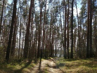 path in the forest