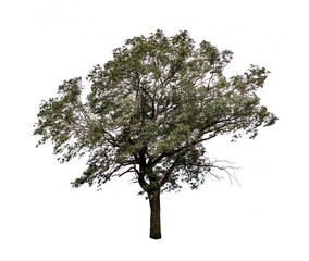 Salix alba, the white willow tree isolated on white with green silver leaves
