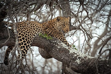 "Lonely"
.
< Species: leopard (Panthera pardus) >
.
< Location: Kruger National Park, South Africa 🇿🇦>