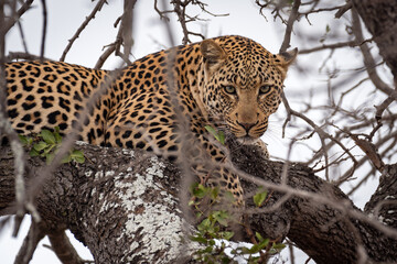 "Ingwe"
.
< Species: leopard (Panthera pardus) >
.
< Location: Kruger National Park, South Africa 🇿🇦>