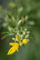 Fototapeta na wymiar a macro image of a blooming yellow flower in a garden in Spain